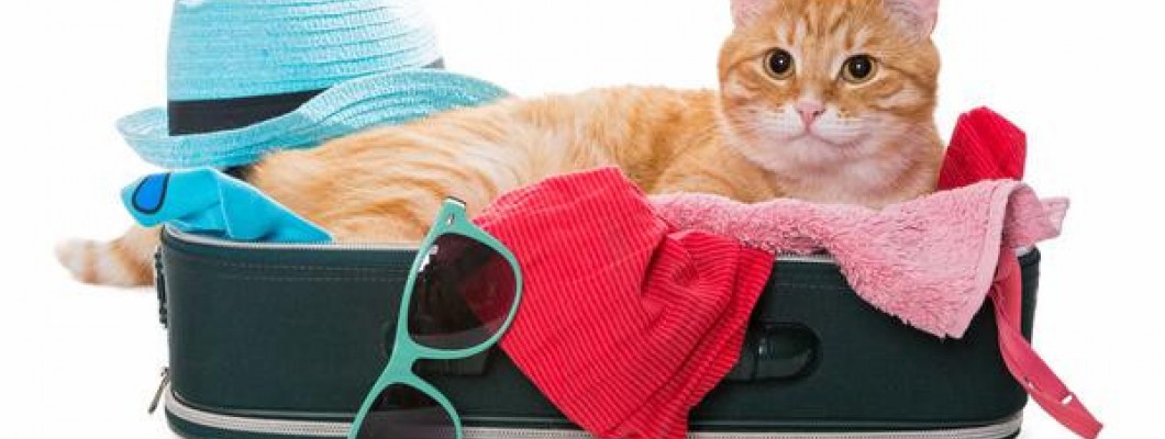 Tatile Giderken Kedi ve Köpeğiniz İçin Dikkat Edilmesi Gerekenler