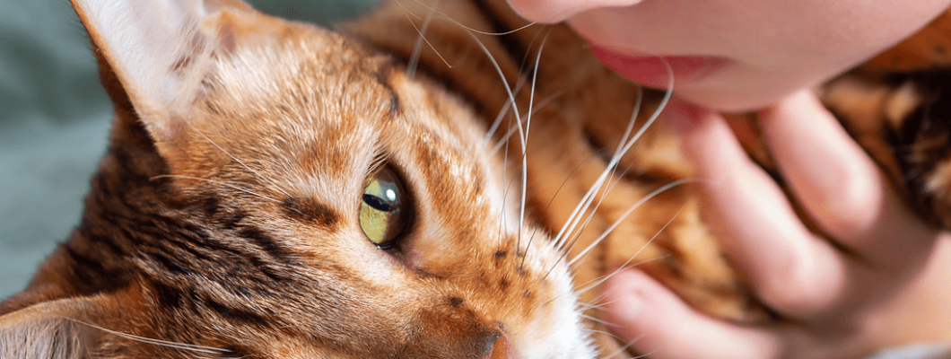 Kedi ne zaman kısırlaştırılı ve sonrası
