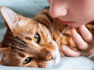 Kedi ne zaman kısırlaştırılı ve sonrası