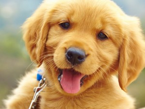 Köpekler Neden Kaka-Dışkı Yer ve Nasıl Engellenir?