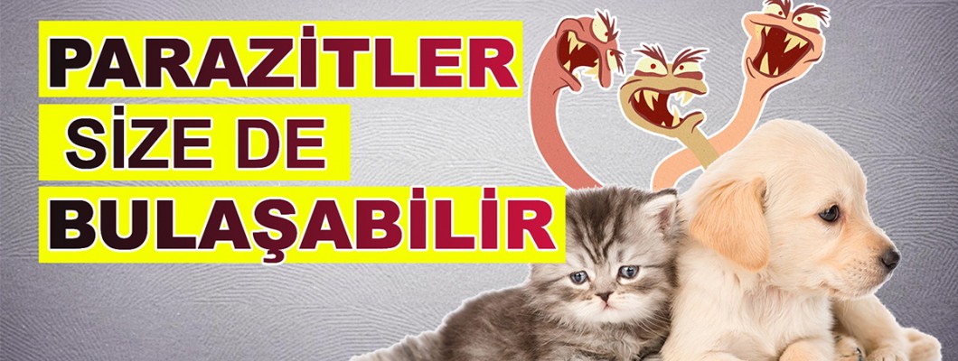 Kedi ve Köpeklerde İç ve Dış Parazitler