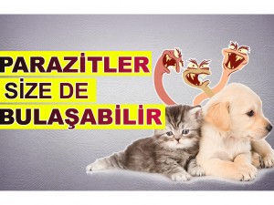 Kedi ve Köpeklerde İç ve Dış Parazitler