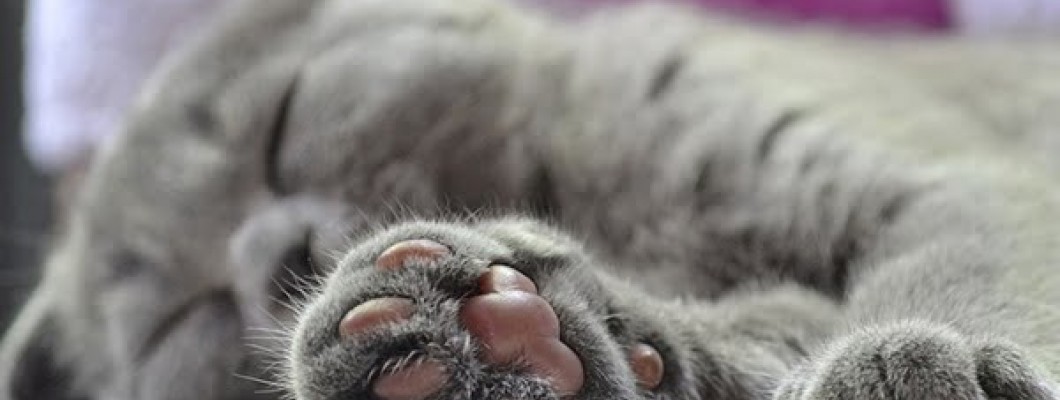 Kediler hangi patilerini kullanırlar: cinsiyetin pati tercihine etkisi var mı ?