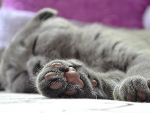 Kediler hangi patilerini kullanırlar: cinsiyetin pati tercihine etkisi
